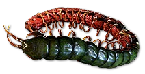 Ryslatha's Coil