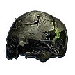 Preserved Cranium