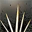 Bone Roil