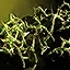 Briarpatch